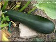 large zucchini