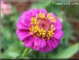 zinnia purple flower