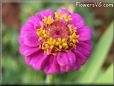 zinnia purple flower