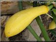 large yellow squash