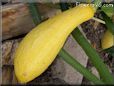 large yellow squash