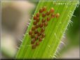 weevil eggs pictures