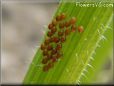 weevil eggs