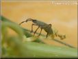 squash bug