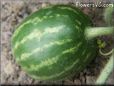 small watermelon