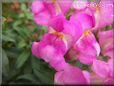 pink snap dragon flower