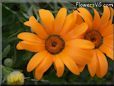 orange african daisy flower