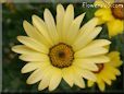 yellow african daisy flower
