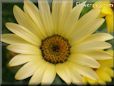 yellow african daisy flower