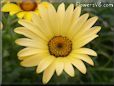 yellow african daisy flower