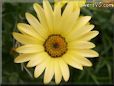 yellow african daisy flower