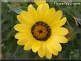 yellow african daisy flower