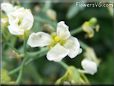 cauliflower floret flower