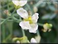 cauliflower floret flower