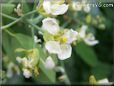 cauliflower floret flower