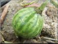 small watermelon