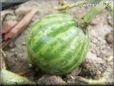 small watermelon