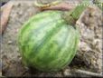 small watermelon