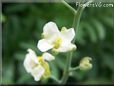 cauliflower floret flower