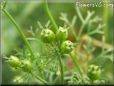 cilantro seeds