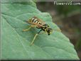 black yellow wasp