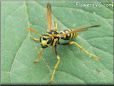 black yellow wasp