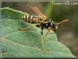 black yellow wasp