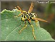 black yellow wasp