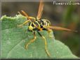 black yellow wasp