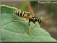 black yellow wasp