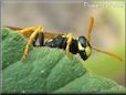 black yellow wasp