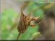columbine flower seed pod