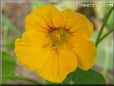 yellow nasturtium flower