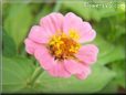 pink zinnia flower