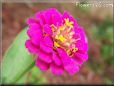 zinnia purple flower
