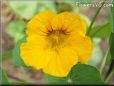 yellow nasturtium flower