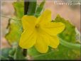 cucumber blossom flower