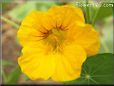 yellow nasturtium flower