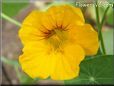 yellow nasturtium flower