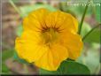 yellow nasturtium flower