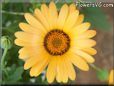 yellow african daisy flower