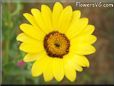 yellow african daisy flower