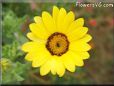 yellow african daisy flower