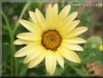 yellow african daisy flower