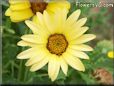 yellow african daisy flower