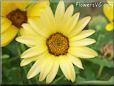 yellow african daisy flower