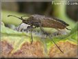 flying squash bug