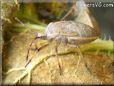 squash bug