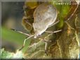 squash bug