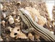  whiptail lizard
